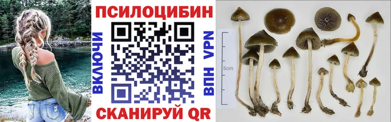 Псилоцибиновые грибы Psilocybine cubensis  Людиново 